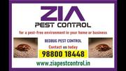 Bugs Pest Treatment | Two services provided 100% result | 9047